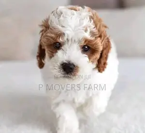 1-3 months Female Purebred Poodle