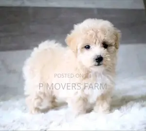 1-3 months Male Purebred Lhasa Apso