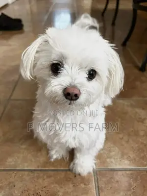 1-3 months Male Purebred Maltese