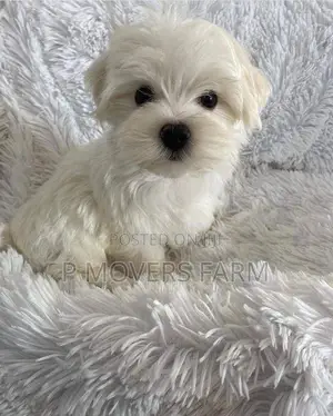 1-3 months Female Purebred Maltese