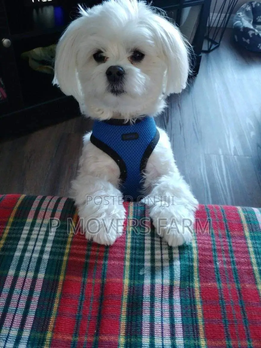 1-3 months Male Purebred Maltese