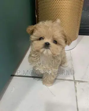 1-3 months Male Purebred Poodle
