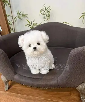 1-3 months Male Purebred Maltese