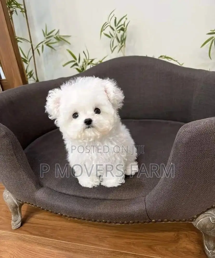 1-3 months Male Purebred Maltese