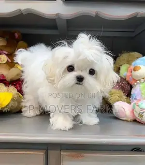 1-3 months Female Purebred Poodle