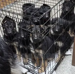 1-3 months Male Purebred German Shepherd