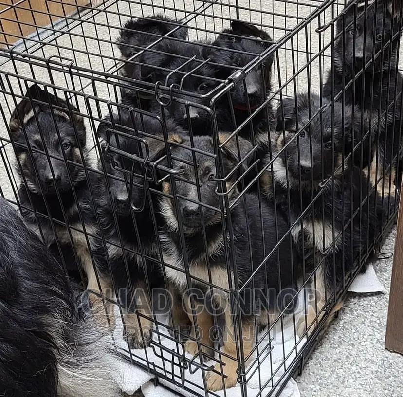 1-3 months Male Purebred German Shepherd