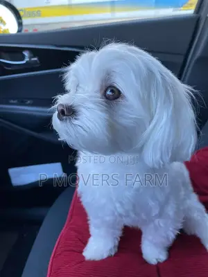 1-3 months Male Purebred Poodle