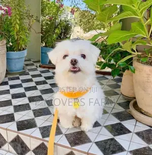 1-3 months Female Purebred Poodle