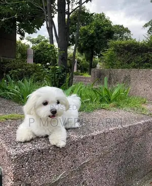 1-3 months Female Purebred Bichon Frise