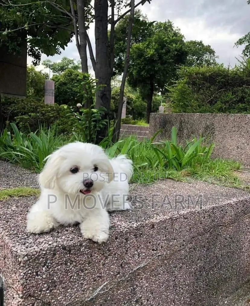 1-3 months Female Purebred Bichon Frise