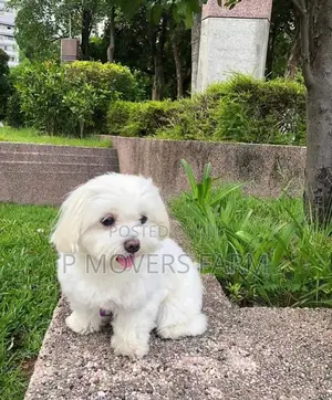 1-3 months Female Purebred Lhasa Apso