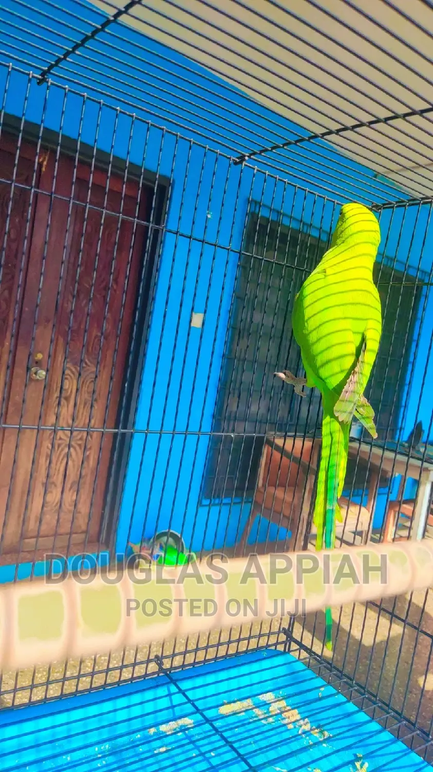 Fully Colored Ringneck Parrots