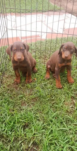 1-3 months Female Purebred Doberman Pinscher