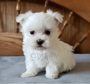 1-3 months Male Purebred Poodle