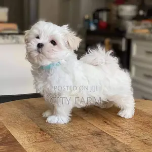 1-3 months Female Purebred Poodle