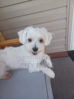 1-3 months Male Purebred Poodle