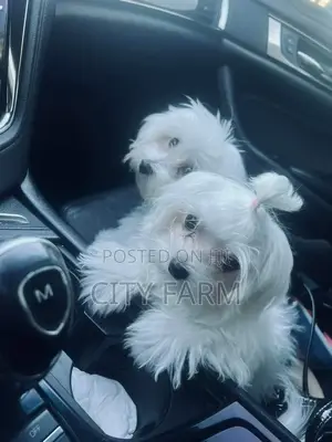 1-3 months Female Purebred Maltese