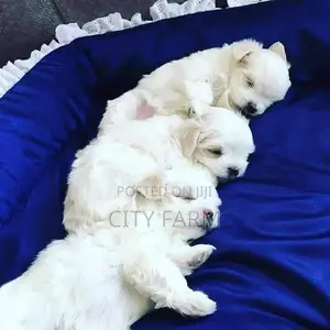 1-3 months Female Purebred Poodle