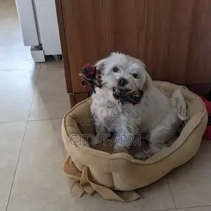 1-3 months Female Purebred Maltese
