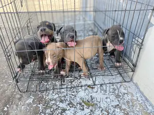 1-3 months Male Purebred American Bully