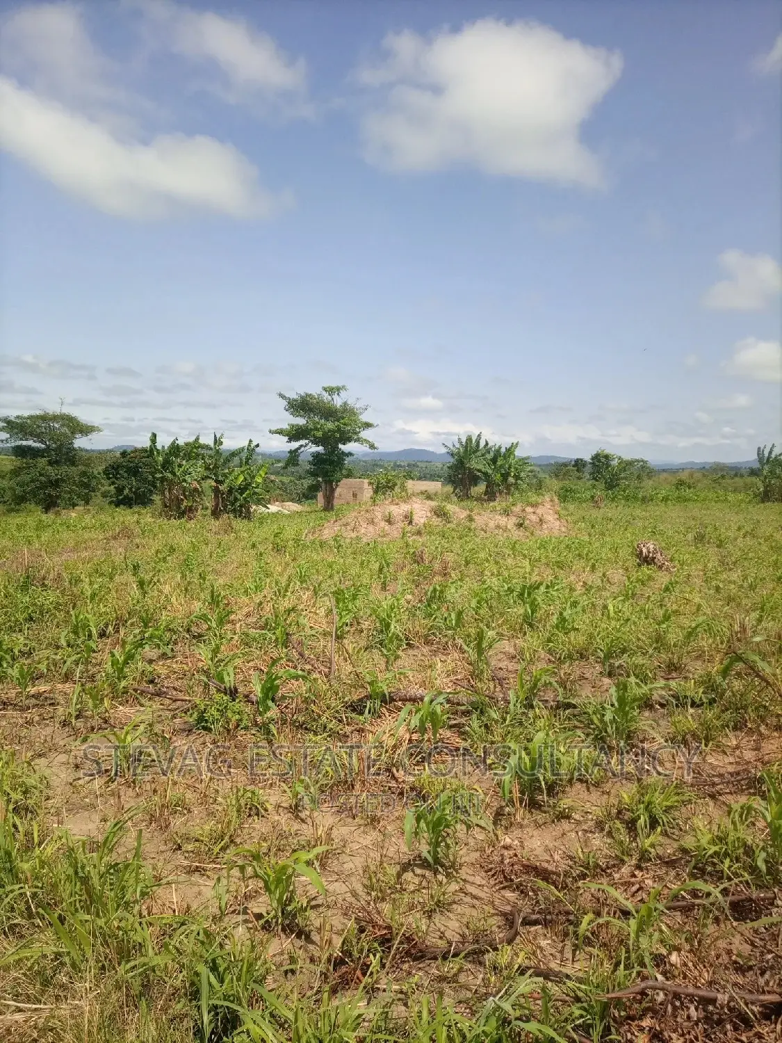 Alpha Properties Land for Sale at Nsawam Ayibontey