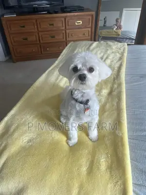 1-3 months Male Purebred Poodle