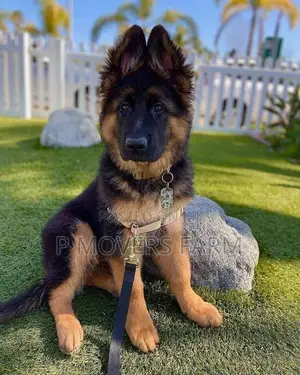 1-3 months Male Purebred German Shepherd