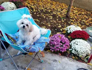 1-3 months Male Purebred Poodle