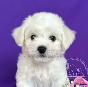 1-3 months Female Purebred Poodle