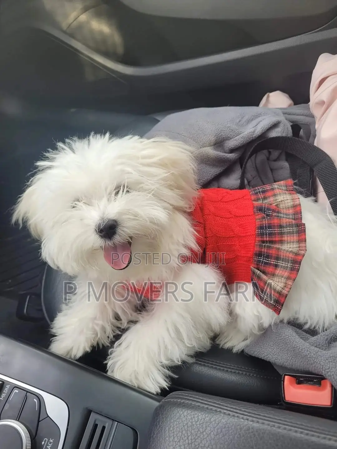 1-3 months Male Purebred Poodle