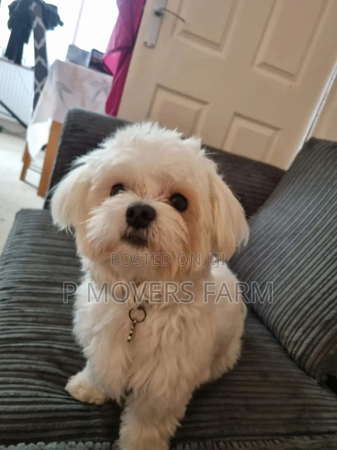 1-3 months Female Purebred Poodle