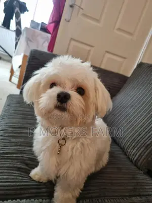 1-3 months Female Purebred Poodle