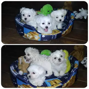 1-3 months Male Purebred Maltese