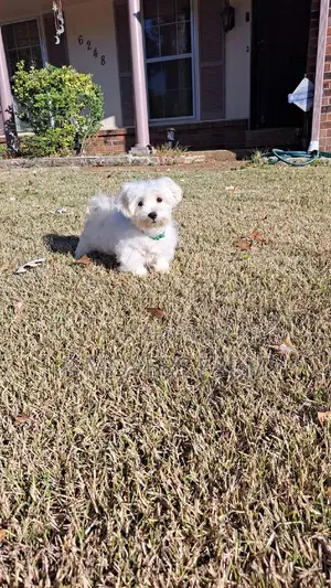 1-3 months Male Purebred Poodle