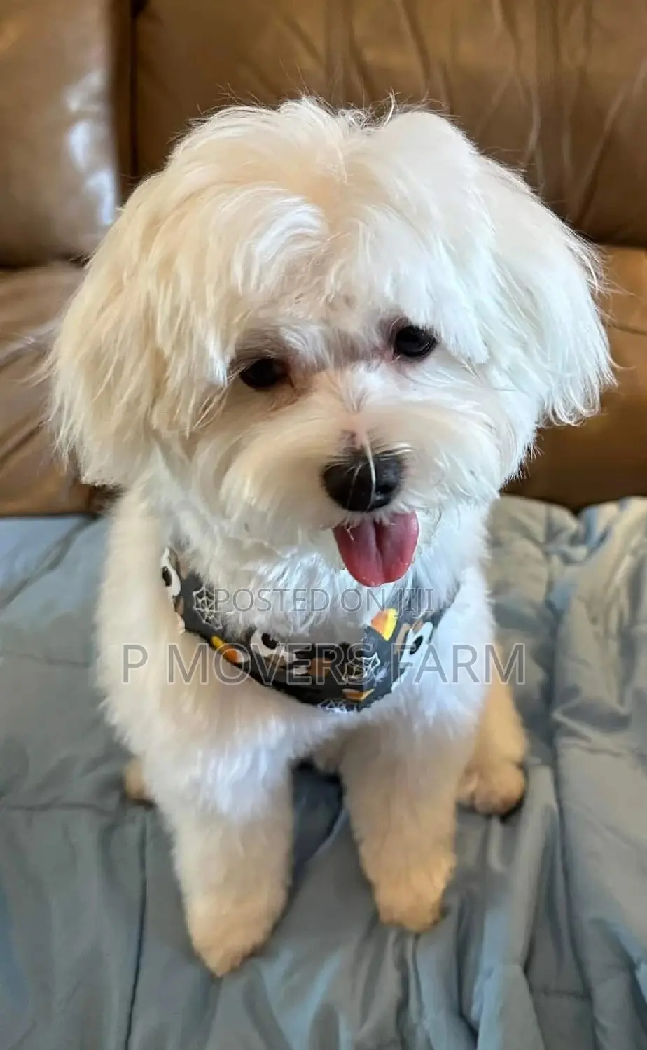 1-3 months Female Purebred Poodle