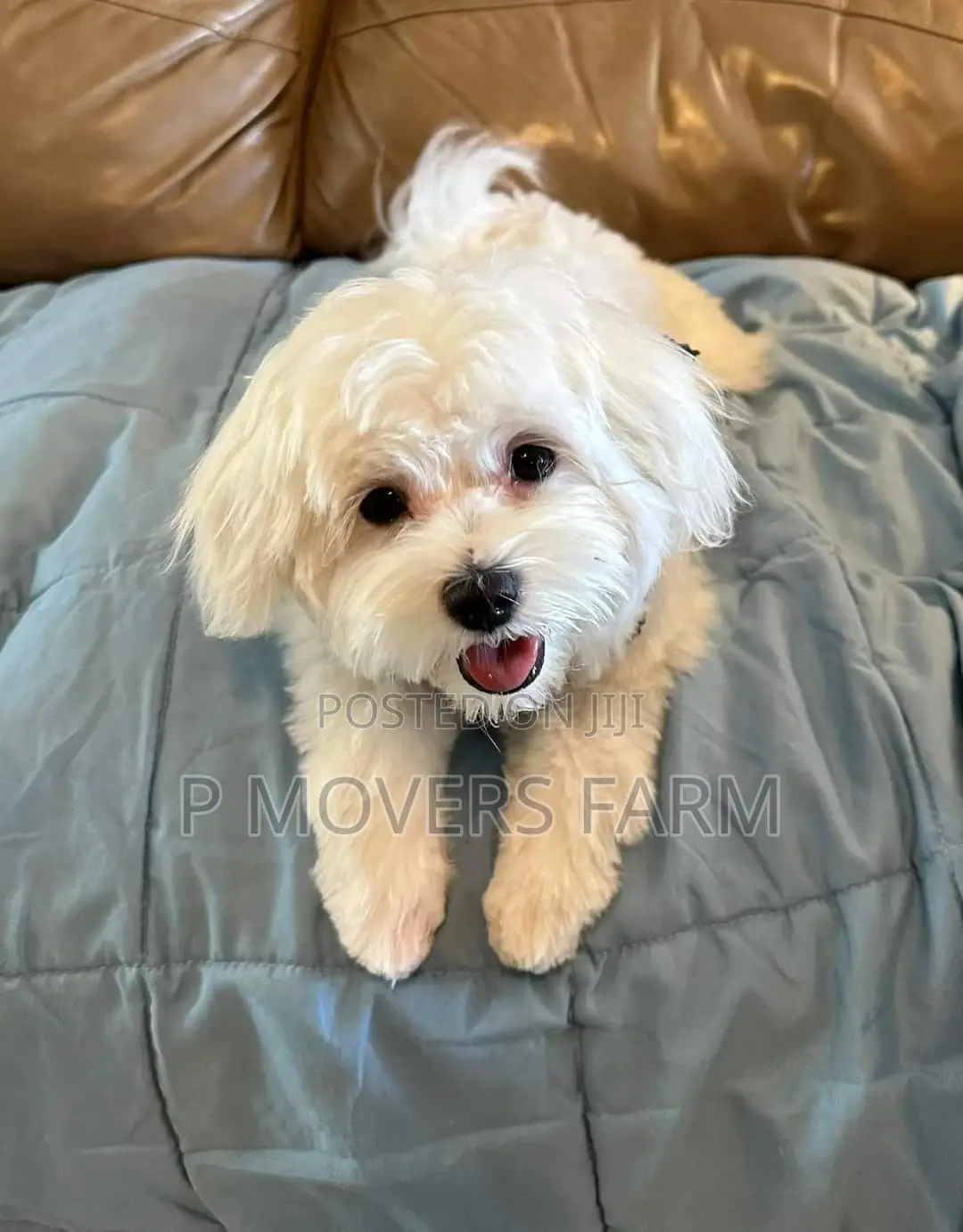 1-3 months Male Purebred Poodle