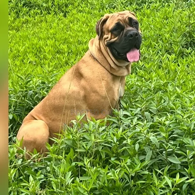 1+ year Female Purebred Mastiff