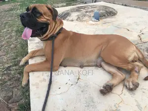 1+ year Female Purebred Mastiff
