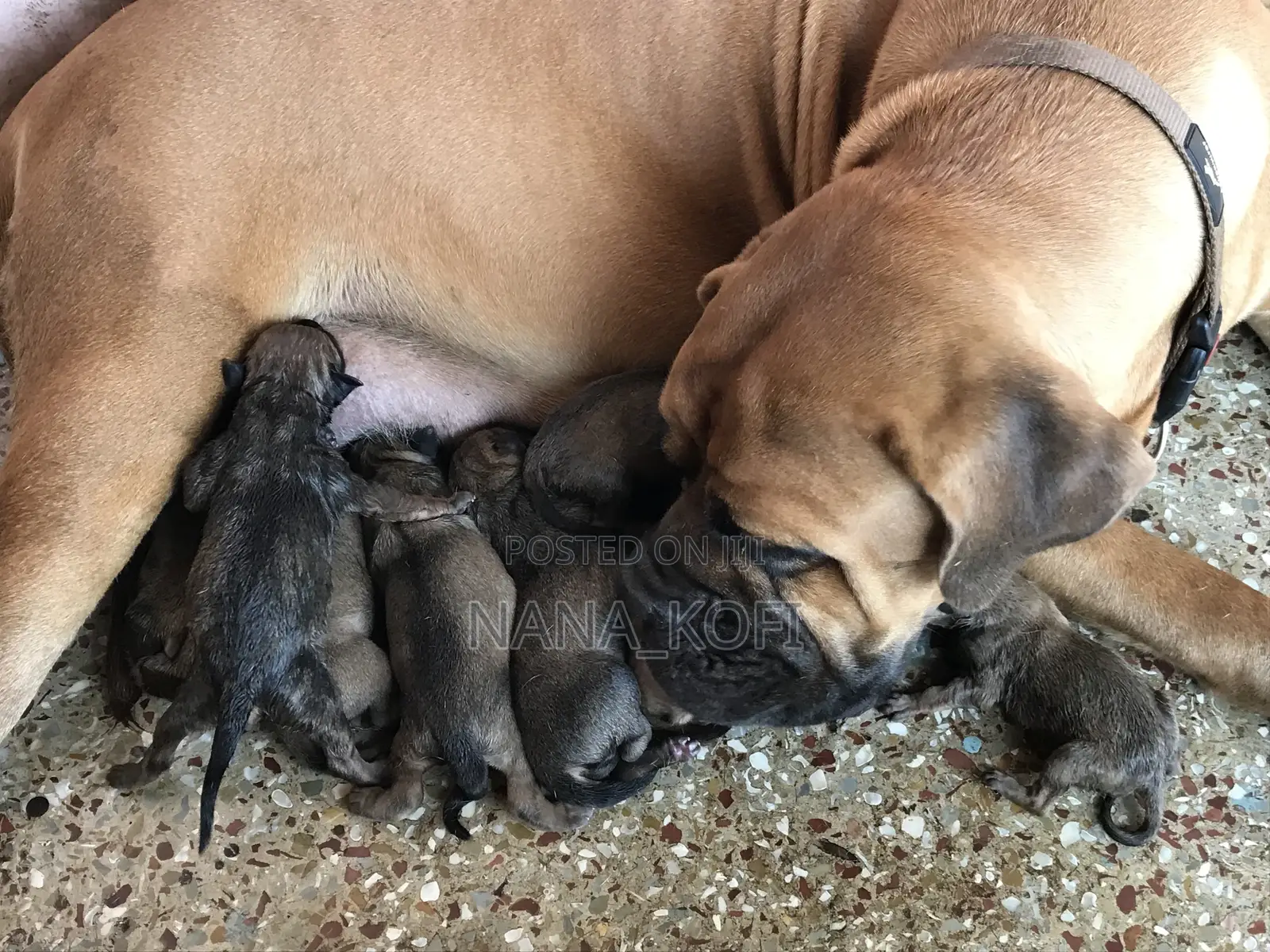 1+ year Female Purebred Mastiff