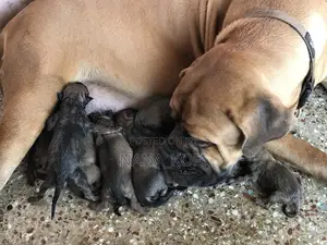 1+ year Female Purebred Mastiff