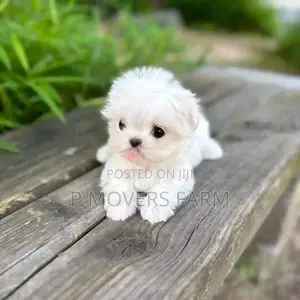 1-3 months Male Purebred Poodle
