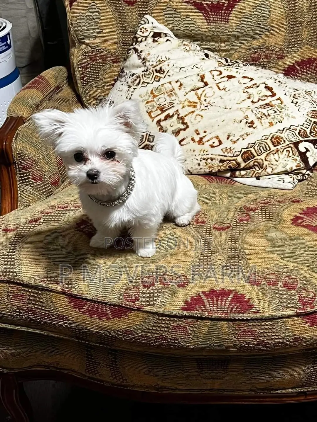 1-3 months Female Purebred Poodle