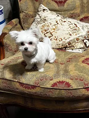 1-3 months Female Purebred Poodle