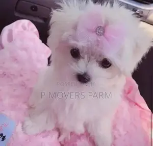 1-3 months Male Purebred Maltese