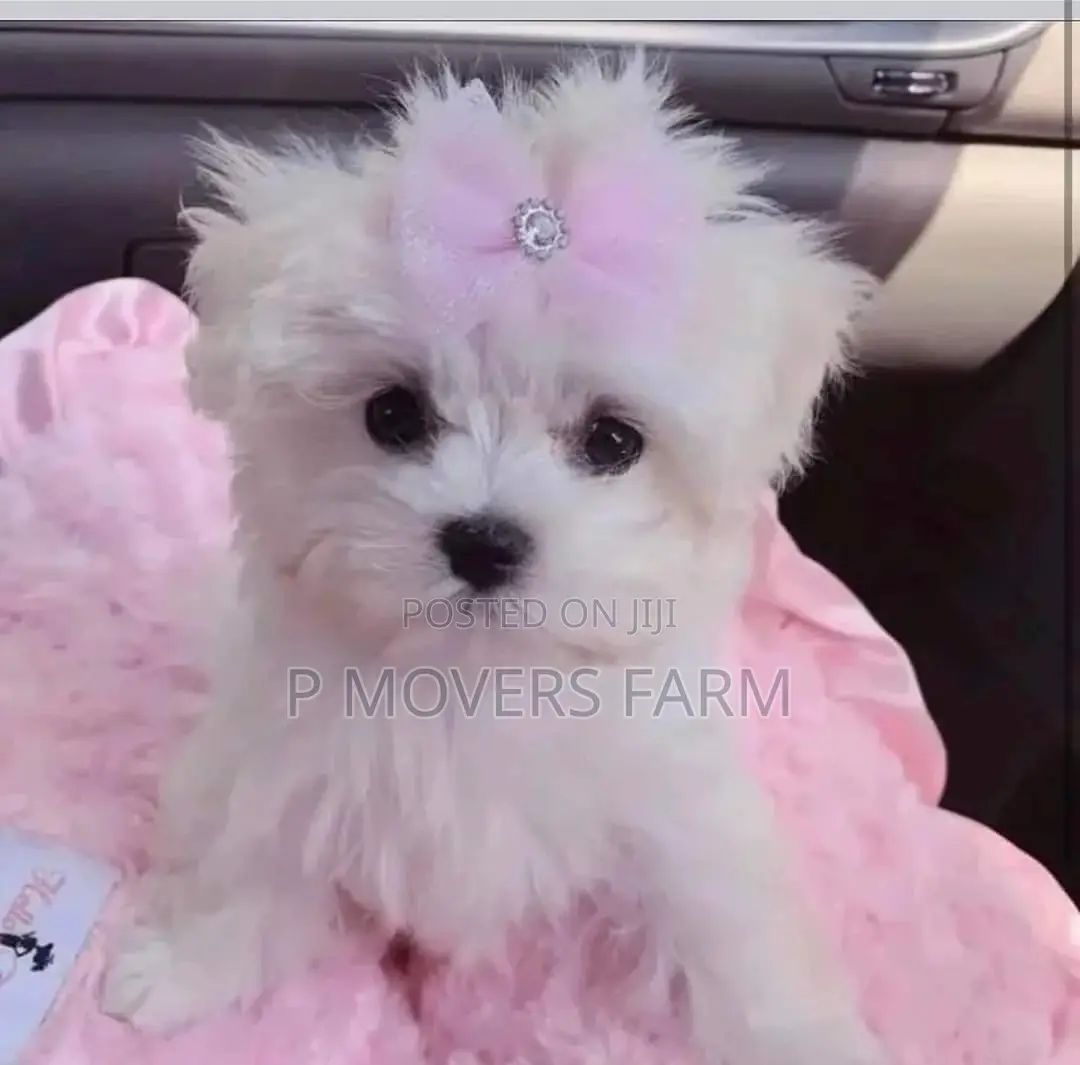 1-3 months Female Purebred Maltese