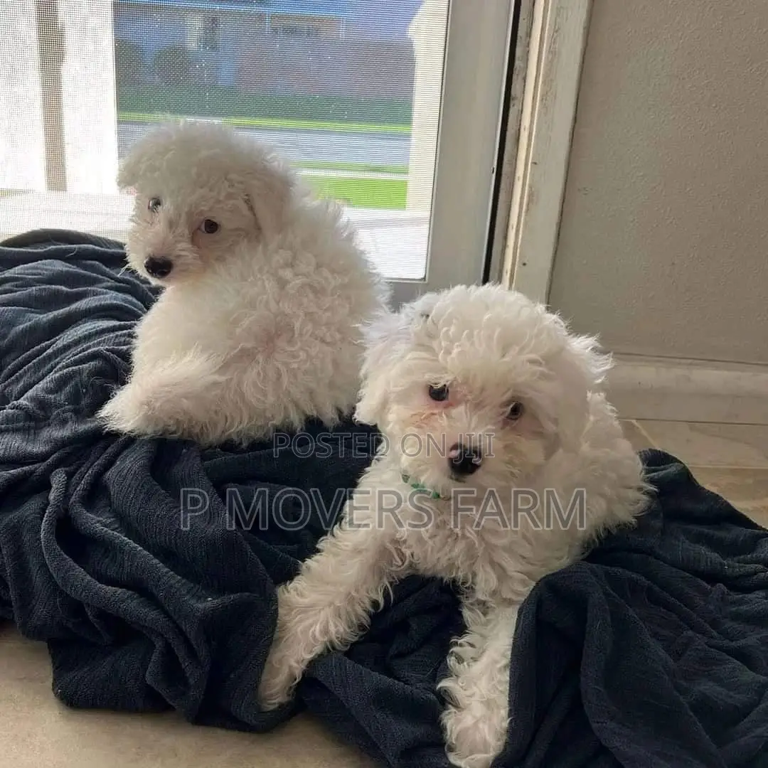 1-3 months Male Purebred Maltese