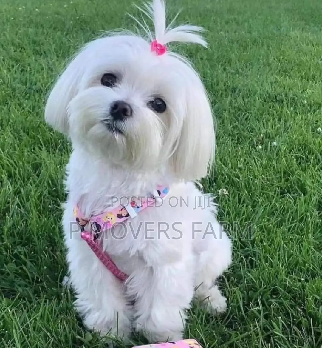 1-3 months Male Purebred Maltese