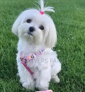 1-3 months Male Purebred Maltese