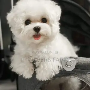 1-3 months Male Purebred Maltese